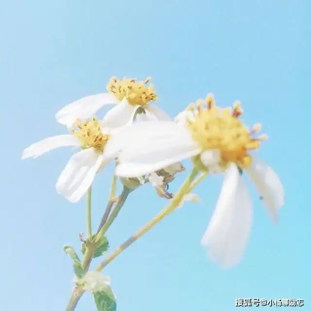  鼓励自己的优美网络句子,努力上进,阳光唯美