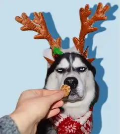  战狗猛犬哈士奇是如何变怂的