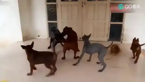 这就是泰国脊背犬不要看一副老头模样人家可是童心未泯呢