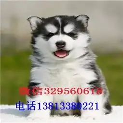 深圳哈士奇哈士奇图片蓝眼哈士奇深圳哈士奇犬舍