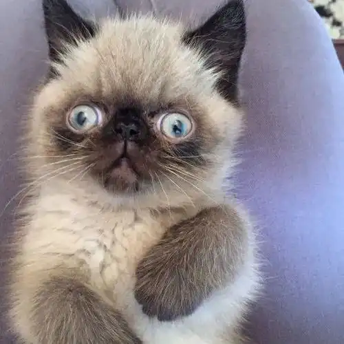  萌宠趣闻嘟嘴吐舌头,猫猫狗狗也会摆网红拍照姿势