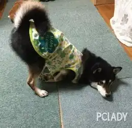  柴犬果然是地球上,最为接近哈士奇的一种生物