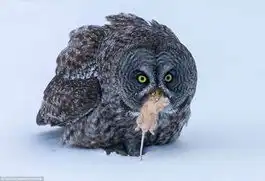  近拍灰猫头鹰捕食老鼠惊人瞬间