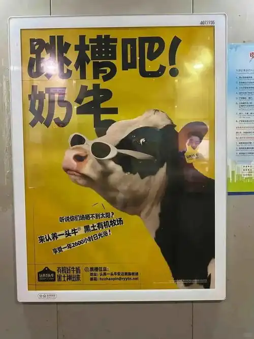  活的不如牛认养一头牛广告翻车幽默创意还是嘲讽打工人