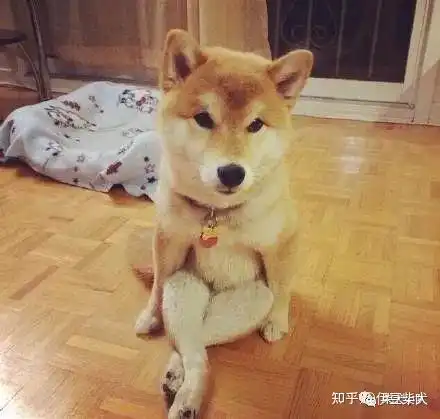  柴犬绝育有哪些好处和坏处