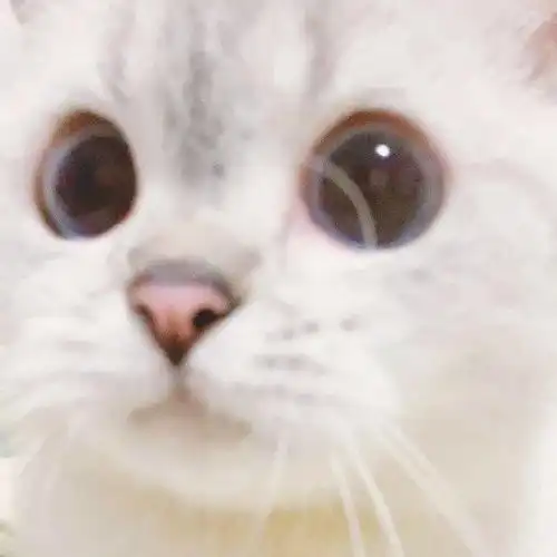 萌宠可爱猫咪头像猫猫