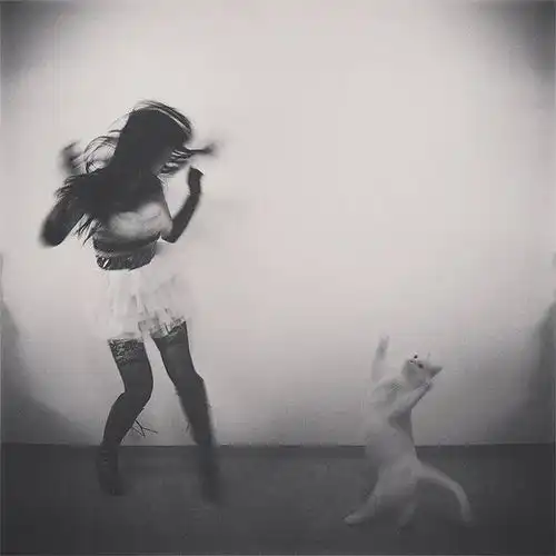  猫界舞林争霸这些魔鬼步伐背后,藏着人类都嫉妒的生存智慧