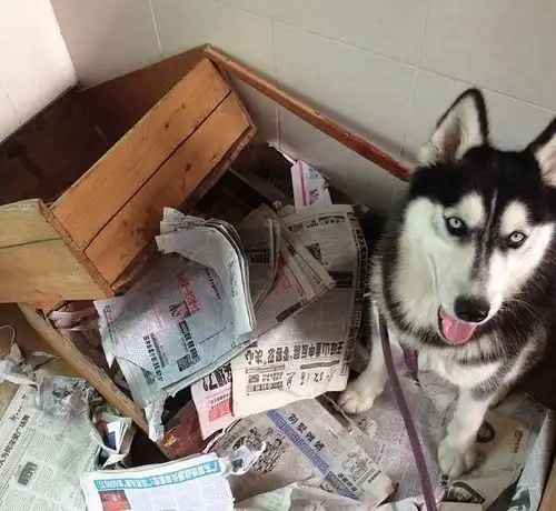  哈士奇撕碎暑假作业,小学生面带微笑,将二哈紧紧的抱在怀里