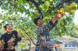  河北永清鸭梨飘香助农增收