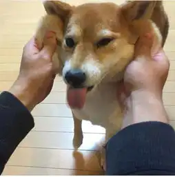  柴犬vs哈士奇,论养了只表情包是什么感觉