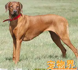  这是什么狗,纯么