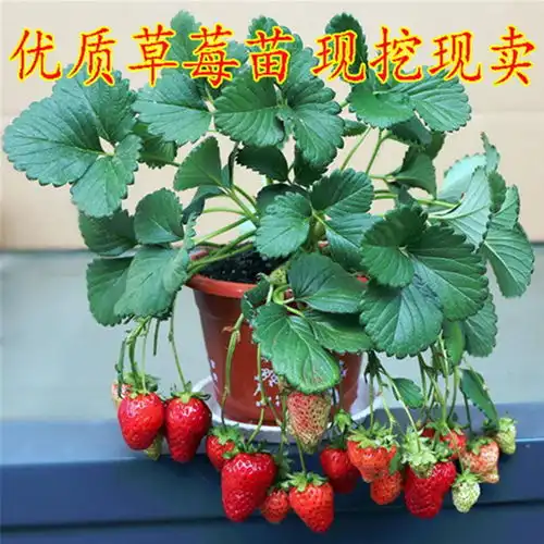  草莓苗带盆带土四季阳台盆栽南方露天种植食用奶油红颜大棚栽秧苗