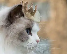  萌宠猫咪一笑百媚生