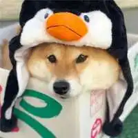  柴犬恋人头像2021新款
