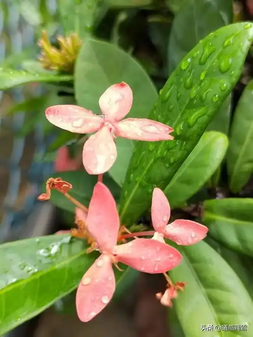  一季的花期