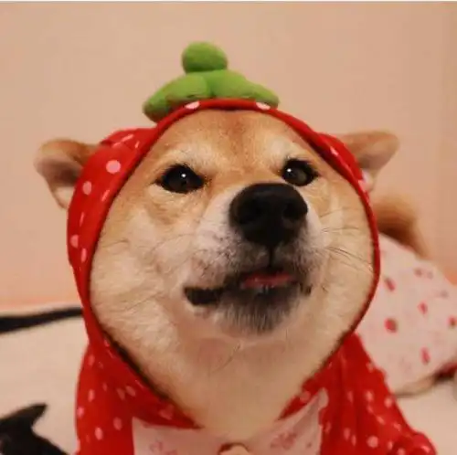  柴犬小课堂之柴犬多大可以洗澡