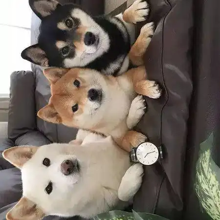  白柴犬是什么样的