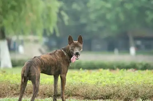  富国脊背犬