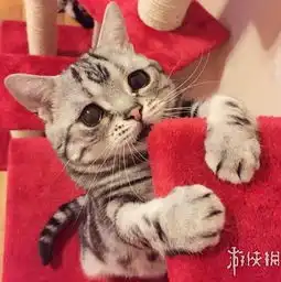  委屈猫爆红成网络萌宠新贵可怜眼神萌化网民