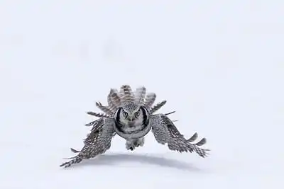  摄影师捕捉猫头鹰可爱瞬间,雪地潜伏呆萌十足,太可爱了