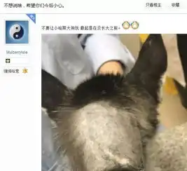  泰迪咬小哈士奇脖子,宠主一脚将其踹出2米远,泰迪主人不答应了