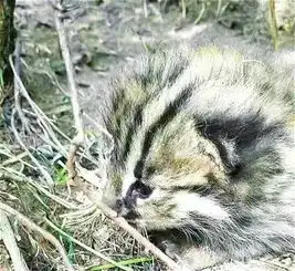  六盘山区发现野生豹猫,林场职工手机拍下3只幼崽照片,并得到专家确认