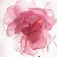  淡雅樱花头像女生头像微信头像图片大全