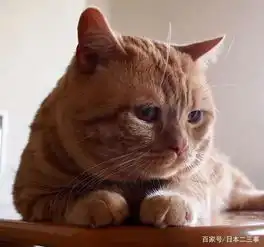  面对爆热的夏天,日本的网红小橘猫也变得很丧