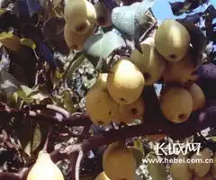  沧州名片系列享誉海内外的泊头鸭梨