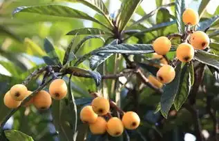  又是五月枇杷黄,长沙枇杷采摘及食用攻略奉上