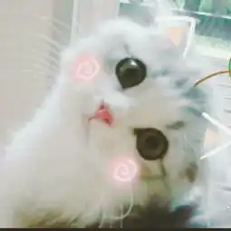  动物qq头像可爱猫咪搞笑头像自己做的梦总能成真