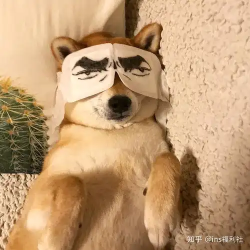  粉丝60万的柴犬还被迫营业简直要萌出血好吗这样的柴给我来一打