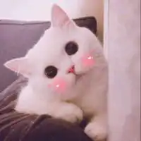  超可爱猫咪萌宠头像微信头像图片大全