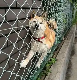  几张图带你领教柴犬有多二,哈士奇表示甘拜下风