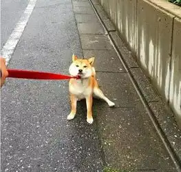  有一种狗叫柴犬,二货程度堪比哈士奇