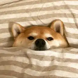 柴犬微信情侣头像图片