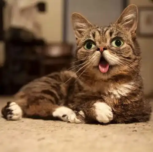 萌宠可爱猫咪头像吐舌猫