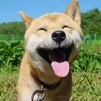  柴犬逗比情侣头像一对微信头像图片大全