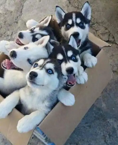  在街上遇见一窝金毛一窝柴犬一窝哈士奇,你选哪一个