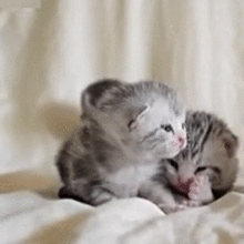  可爱的小猫咪萌宠