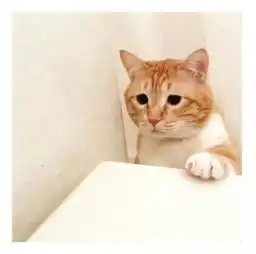  又肥又懒日本这只天然丧的大橘猫,总是满脸写着委屈