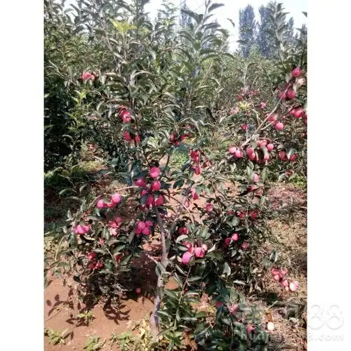  鸭梨雪花梨门市价呈贡宝珠梨买品种的-黄页88网
