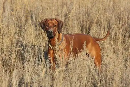  百科罗得西亚背脊犬,拥有逆鳞的非洲猎狮犬