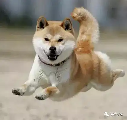  怎么训练柴犬乱吠