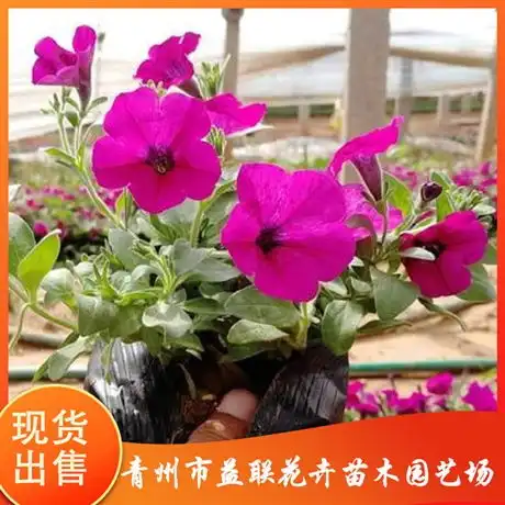  青州市益联花卉苗木园艺场