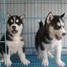  2019柴犬价格报价柴犬批发第4页黄页88养殖网
