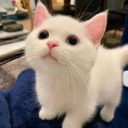  你家猪养得真好,跟猫咪似的