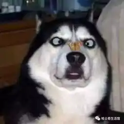  放松一下1哈士奇搞笑集锦,让你一次看个够,二货拯救不开心