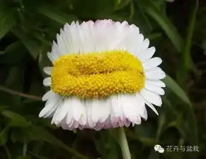 四叶草微信头像唯美微信
