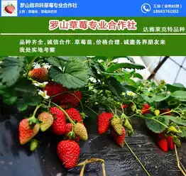  种植土特拉草莓苗的合作社农科草莓在线咨询白城草莓苗高清图片高清大图